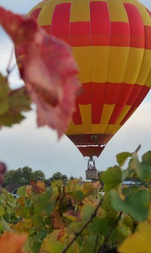 montgolfière au-dessus des vignes